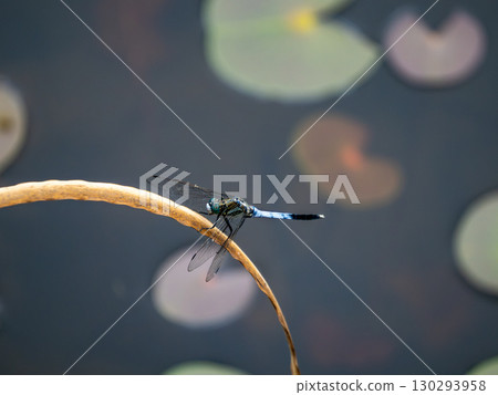 一隻雄性白尾鷸在池塘裡的枯草上休息 130293958