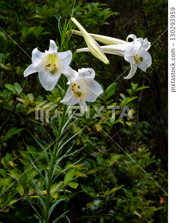 Takasago lily flower Takasago lily flower 130293959