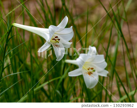 高砂百合花 130293962