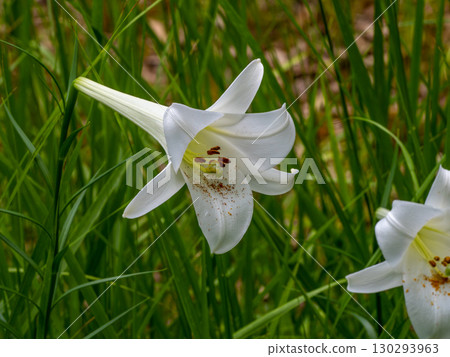 高砂百合花 130293963