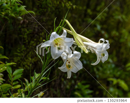 高砂百合花 高砂百合花 130293964