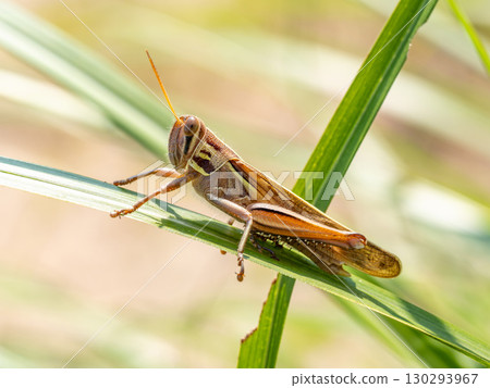 A locust perched on a pampas grass leaf 130293967