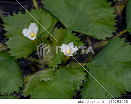 Water chestnut flowers blooming on the water surface 130293968