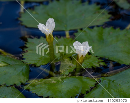 Water chestnut flowers blooming on the water surface Water chestnut flowers blooming on the water surface 130293970