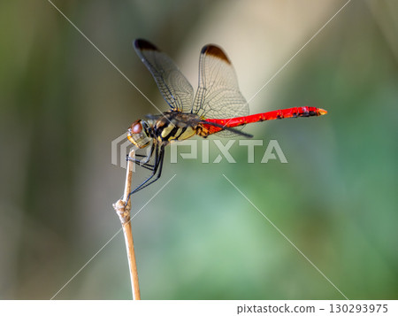 A male squirrel madder perched on a dead tree A male squirrel madder perched on a dead tree 130293975