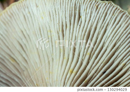 Close-up view of mushroom gills, linear patterns in soft creamy tones, copy space 130294029