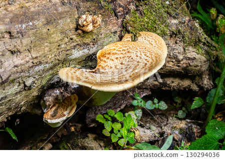 Cerioporus squamosus, also known as Pheasant's back mushrooms and dryad's saddle, is a basidiomycete bracket fungus found growing on dead trees 130294036