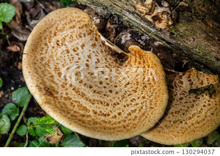 Cerioporus squamosus, also known as Pheasant's back mushrooms and dryad's saddle, is a basidiomycete bracket fungus found growing on dead trees 130294037