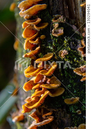 Hairy Bracket fungi display vibrant colors on decaying wood in a lush forest during the early morning light 130294041