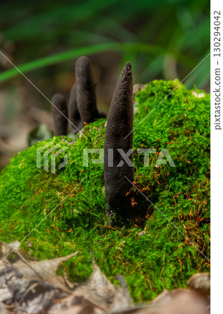 Xylaria polymorpha emerging from moss in a forest environment during early spring 130294042