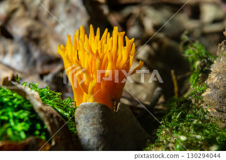 Bright yellow Calocera viscosa emerging from the forest floor, showcasing its unique coral-like structure among moss and leaves 130294044