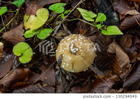 The Amanita pantherina, or the Panther Cap, a beautiful and iconic mushroom. A muted relative of the Amanita muscaria or fly agaric, its cap features a bold pattern The Amanita pantherina, or the Panther Cap, a beautiful and iconic mushroom. A muted relative of the Amanita muscaria or fly agaric, its cap features a bold pattern 130294049