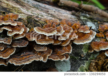 Mycena crocata and Hymenochaete rubiginosa fungi growing on decaying wood in a forest ecosystem during late autumn 130294050