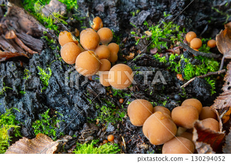 Unique cluster of Psathyrella mushrooms growing on damp forest floor amidst moss and decaying wood Unique cluster of Psathyrella mushrooms growing on damp forest floor amidst moss and decaying wood 130294052