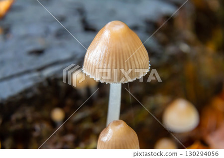 Mushrooms thriving in a forest environment during early autumn showcasing Psathyrella and Mycena galericulata species 130294056