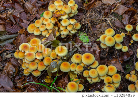 Sulphur tuft, Hypholoma fasciculare, or clustered woodlover on a dead tree 130294059