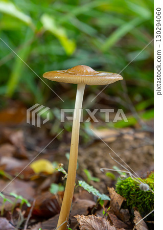 Oudemansiella radicata mushroom grows in a forest setting surrounded by lush green foliage and earthy tones Oudemansiella radicata mushroom grows in a forest setting surrounded by lush green foliage and earthy tones 130294060
