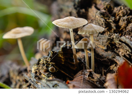 Mushrooms emerge from decaying wood in a forest habitat showcasing Psathyrella and Mycena galericulata life in early autumn Mushrooms emerge from decaying wood in a forest habitat showcasing Psathyrella and Mycena galericulata life in early autumn 130294062