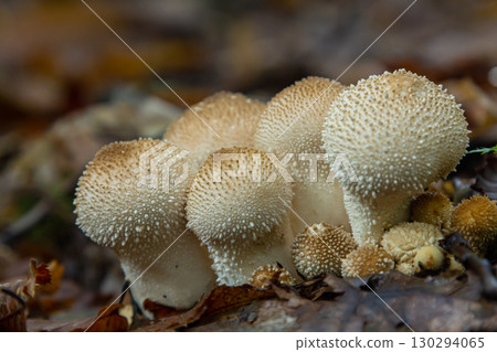 A detailed view of a Lycoperdon perlatum mushroom, also known as the common puffball, sitting on the forest floor. Its textured, round shape contrasts with the earthy surroundings 130294065