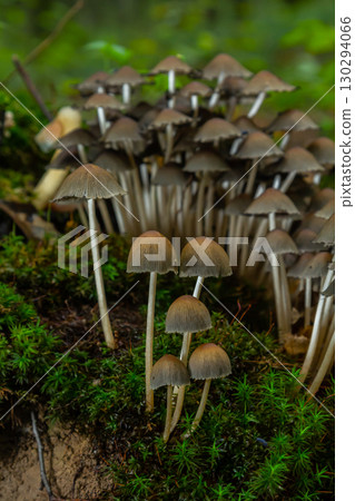 Mushrooms growing in a forest with ferns in early autumn under soft light surrounding the Amanita phalloides and Coprinellus disseminatus Mushrooms growing in a forest with ferns in early autumn under soft light surrounding the Amanita phalloides and Coprinellus disseminatus 130294066