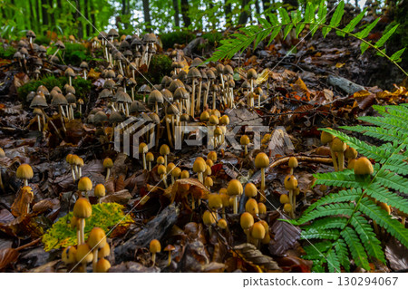Mushrooms growing in a forest with ferns in early autumn under soft light surrounding the Amanita phalloides and Coprinellus disseminatus 130294067