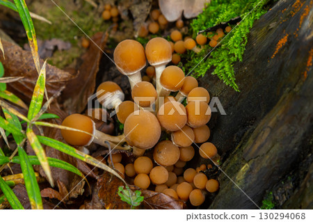 Stereum hirsutum and Psathyrella mushrooms growing on a forest floor in early autumn Stereum hirsutum and Psathyrella mushrooms growing on a forest floor in early autumn 130294068