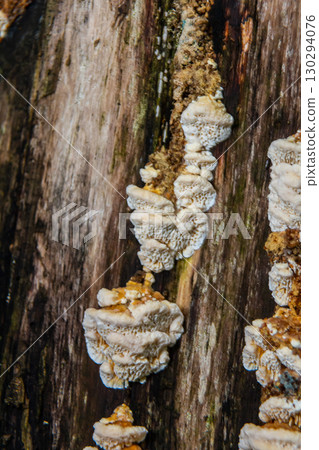 Closeup Trametes pubescens or Trametes hirsute , its a kind of mushroom 130294076