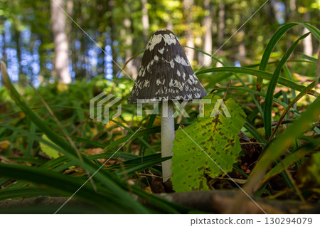 Coprinopsis Picacea also known as Magpie fungus poisonous mushroom in forest 130294079