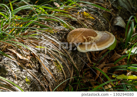 Mushroom Psathyrella and Fomitopsis betulina growing on a fallen log surrounded by greenery in a forest setting 130294080