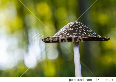Coprinopsis Picacea also known as Magpie fungus poisonous mushroom in forest 130294083