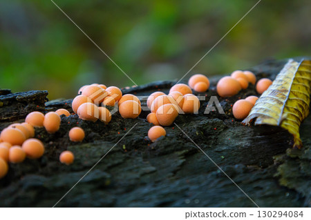 Lycogala epidendrum clusters thriving on decaying wood in a natural forest setting during the late afternoon 130294084