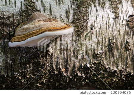 Fomitopsis pinicola, is a stem decay fungus common on softwood and hardwood trees. Its conk fruit body is known as the red-belted conk. The species is common throughout temperate Europe and Asia 130294086