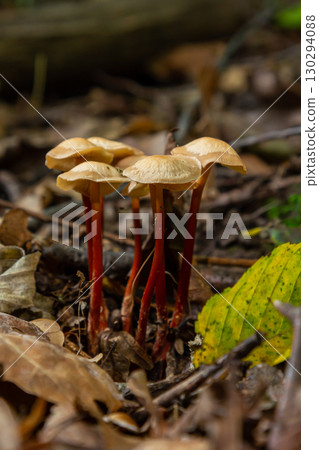 Mycena crocata mushrooms growing among fallen leaves in a forest during autumn Mycena crocata mushrooms growing among fallen leaves in a forest during autumn 130294088