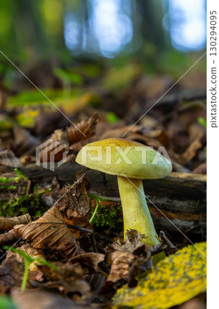 Mushroom in a forest setting surrounded by autumn leaves showcasing Amanita phalloides and Tricholoma sulphureum under gentle sunlight 130294095