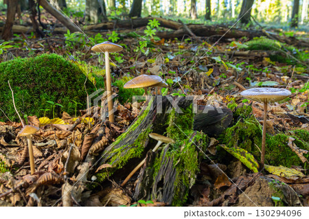 Oudemansiella radicata mushrooms growing on a mossy forest floor in a serene woodland setting during early autumn 130294096