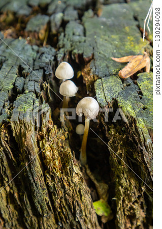 Psathyrella mushrooms growing on decaying tree stump in a shaded forest setting during early autumn 130294098