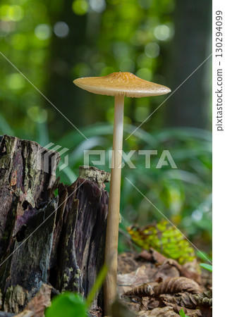 Oudemansiella radicata mushroom growing on a decaying tree stump in a lush forest setting during daylight hours Oudemansiella radicata mushroom growing on a decaying tree stump in a lush forest setting during daylight hours 130294099