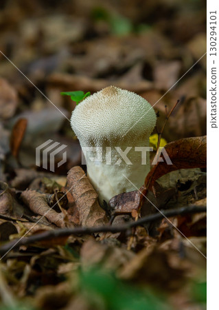 A detailed view of a Lycoperdon perlatum mushroom, also known as the common puffball, sitting on the forest floor. Its textured, round shape contrasts with the earthy surroundings 130294101