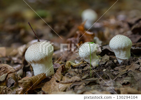 A detailed view of a Lycoperdon perlatum mushroom, also known as the common puffball, sitting on the forest floor. Its textured, round shape contrasts with the earthy surroundings 130294104