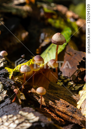 Mushrooms of Amanita phalloides and Mycena galericulata growing on decaying wood amidst autumn foliage 130294109