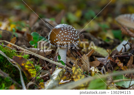 The Amanita pantherina, or the Panther Cap, a beautiful and iconic mushroom. A muted relative of the Amanita muscaria or fly agaric, its cap features a bold pattern 130294115