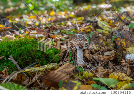 The Amanita pantherina, or the Panther Cap, a beautiful and iconic mushroom. A muted relative of the Amanita muscaria or fly agaric, its cap features a bold pattern 130294116