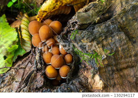 Growth of Amanita phalloides and Psathyrella mushrooms on decomposing log surrounded by green foliage in forest during autumn 130294117
