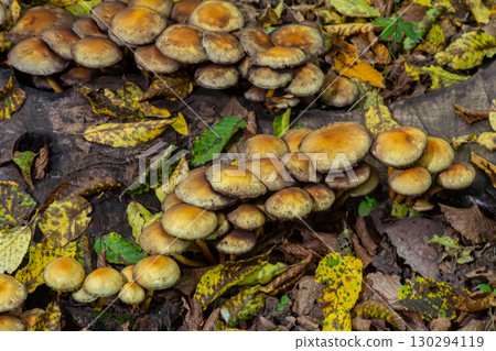 Sulphur tuft, Hypholoma fasciculare, or clustered woodlover on a dead tree 130294119