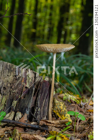 Oudemansiella radicata mushroom growing near a decaying log in a lush forest during autumn Oudemansiella radicata mushroom growing near a decaying log in a lush forest during autumn 130294121