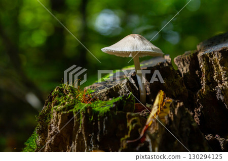Mushroom growing on decaying wood in a vibrant forest environment during daylight Mushroom growing on decaying wood in a vibrant forest environment during daylight 130294125