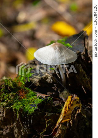 Mushroom growing on decaying wood surrounded by moss in a forest during autumn Mushroom growing on decaying wood surrounded by moss in a forest during autumn 130294126