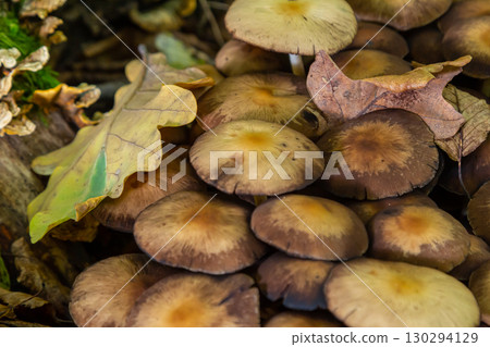 Sulphur tuft, Hypholoma fasciculare, or clustered woodlover on a dead tree 130294129