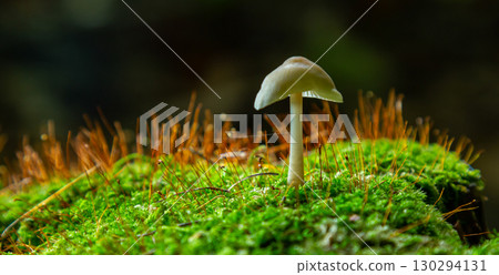 Psathyrella and Mycena galericulata mushrooms thriving on a mossy forest floor during early morning light 130294131