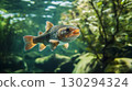 Underwater Scene with a Single Fish and Green Plants. 130294324